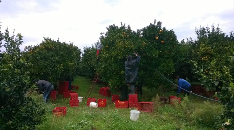 Μάζεμα πορτοκάλια εργάτες γης